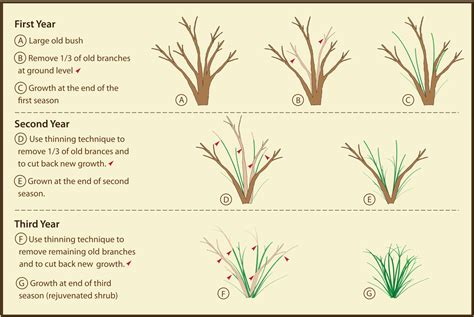 Morris Arboretum Rejuvenative Pruning Of Mature Shrubs