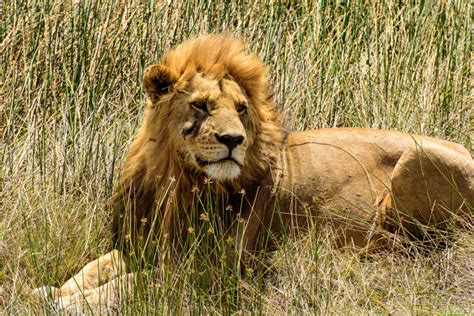 Serengeti Lion Monika Salzmann Travel Photography