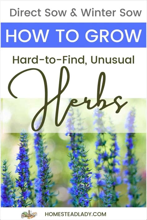 Grow Bitter Herbs For Passover Homestead Lady
