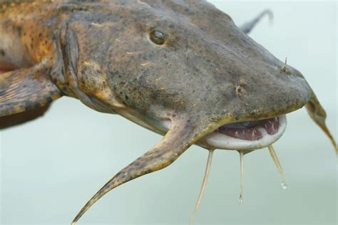 Catfish India Teeth