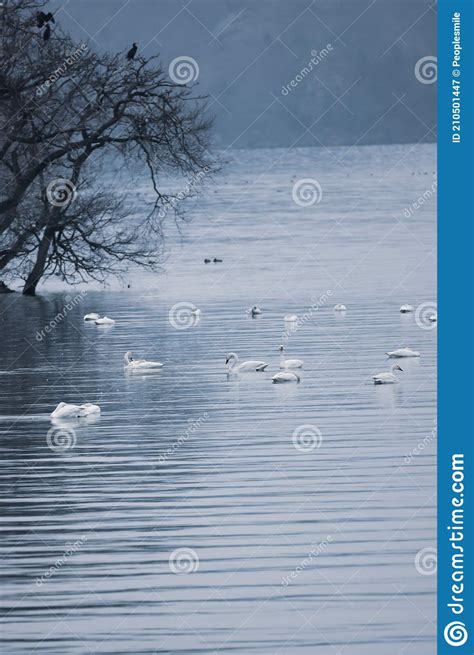 Cygnes Sur Le Lac Biwa Dhiver Au Japon Image Stock Image Du Nature Waterfowl 210501447