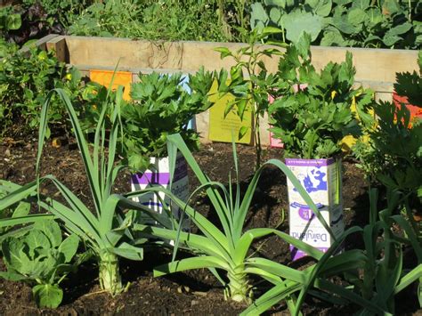 You can grow leeks from seed or, like the pineapple, propagate it from kitchen scraps. Growing Leeks from Seed - Dreamley