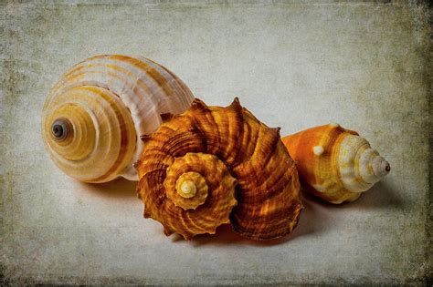 Three Beautiful Seashells Photograph By Garry Gay Fine Art America