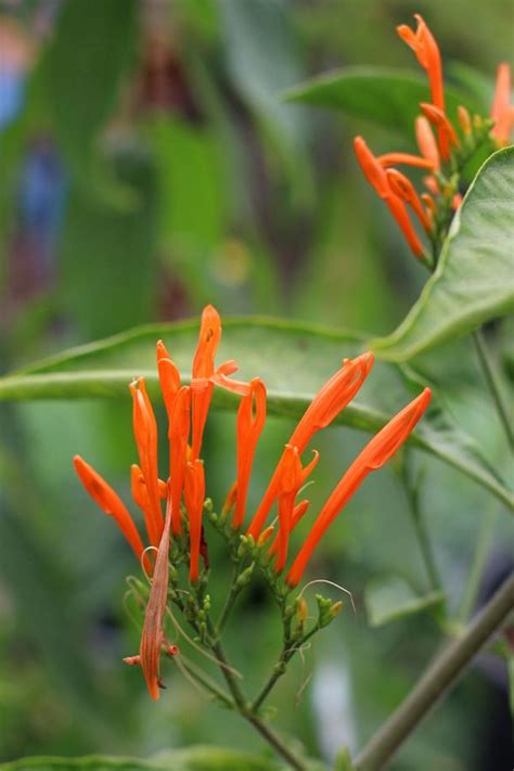 Justicia Spicigera Mexican Honeysuckle Plants Perennial Plants