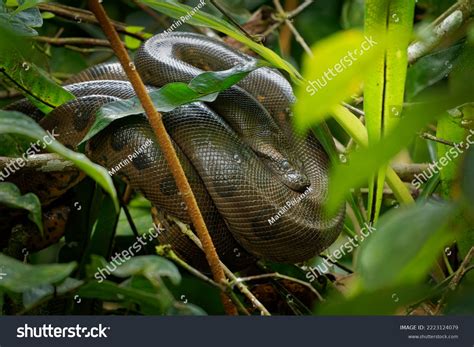 Green Anaconda Eunectes Murinus Giant Common Stock Photo 2223124079