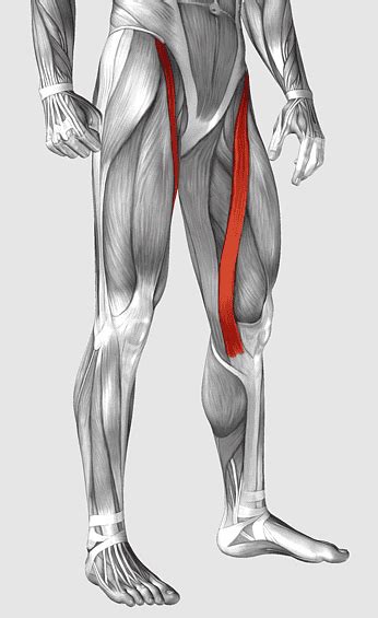 Active Stretching Iliacus Muscle Erector Spinae Muscles Iliopsoas