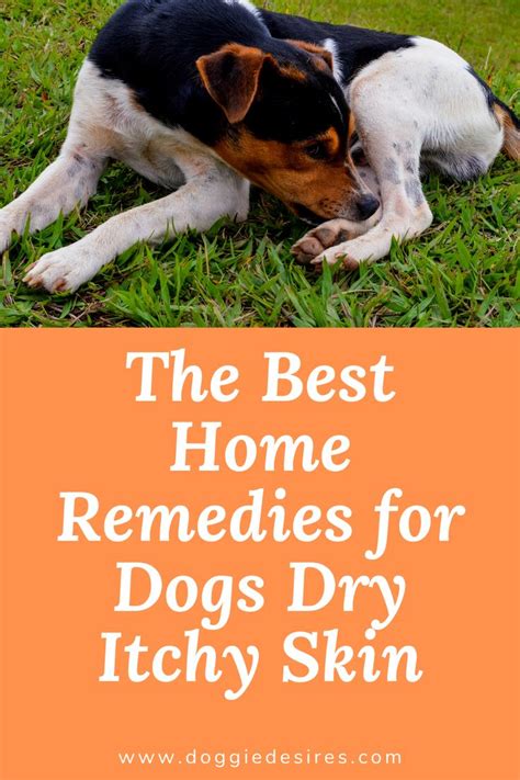 Home Remedies For Dogs Dry Itchy Skin Dog Dry Skin Dog Skin Problem
