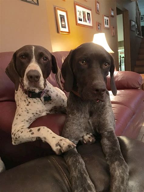 German Shorthaired Pointer Smart Friendly German Shorthaired