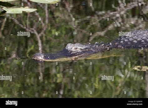 American Alligator In Everglades National Park Florida Stock Photo Alamy