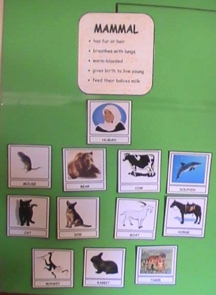 Animal Classification Wall Chart Animal Classification Kindergarten