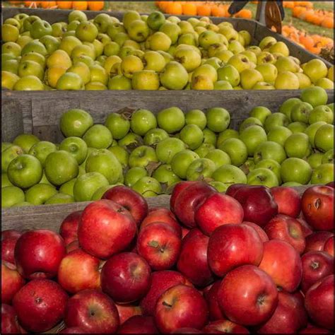 Some biologists study animals in the wild. Weight Of Bushel Apples | What Things Weigh