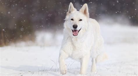 White german shepherds are rare, and very sought after. White German Shepherd Dog: Breed Info, Puppy Prices & More