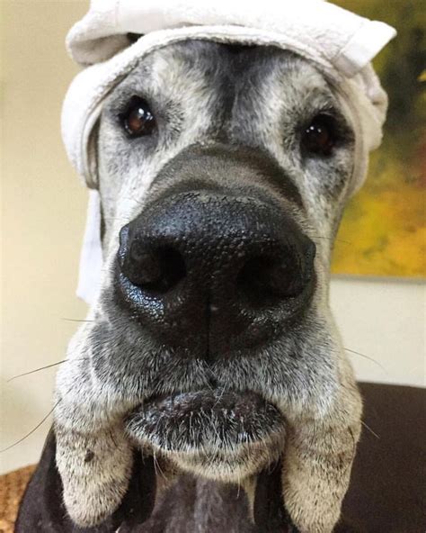 Boop My Nose ™ On Instagram “boop 👆 📷 Myotherusernameisbetter 🐶 Great Dane Boopmynose