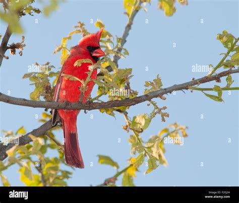 Male Northern Cardinal In A Tree In Early Spring Stock Photo Alamy