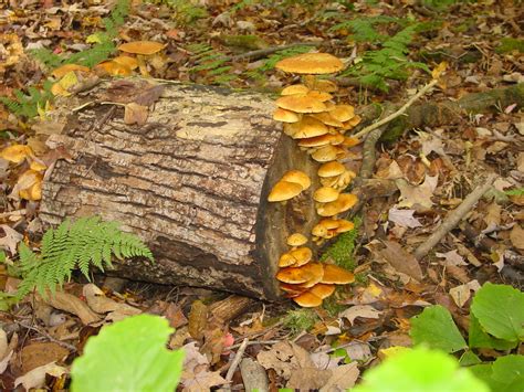 Mushrooms On A Log Golden Yellow Mushrooms Growing On A Lo Flickr