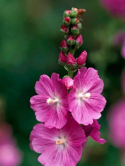 Miniature Hollyhock Native Plants Most Beautiful Flowers Beautiful