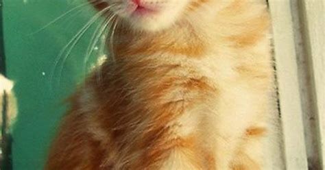 Cute Ginger Kitty Imgur