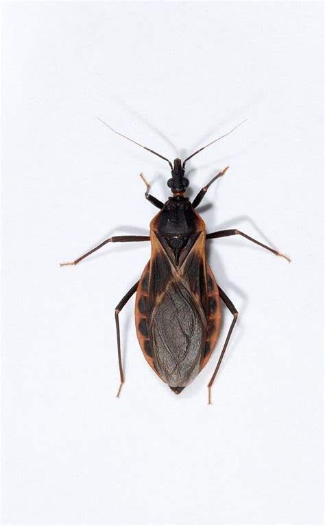 Bites from both bed bugs and fleas can cause round, red bumps on the surface of the skin. Deadly kissing bugs reported in more than half of U.S ...