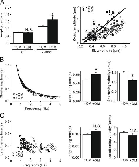 Effects Of Om On Cell Spoc Properties In Neonatal Cardiomyocytes A