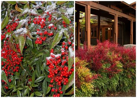 11 Winter Plants That Will Survive The Cold Weather Winter Plants