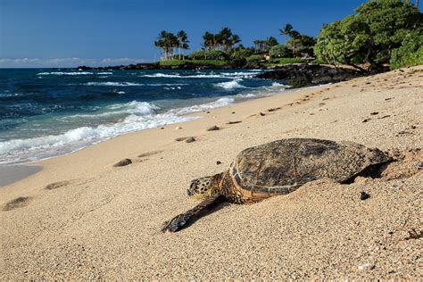 Honu A Hawaiian Green Sea Turtle On The Beach On The Big Island