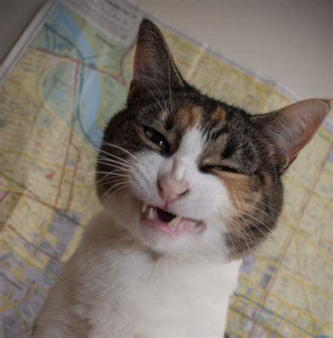 20 Hilarious Sneezing Photos Of Cattos With The Funniest Facial Expressions