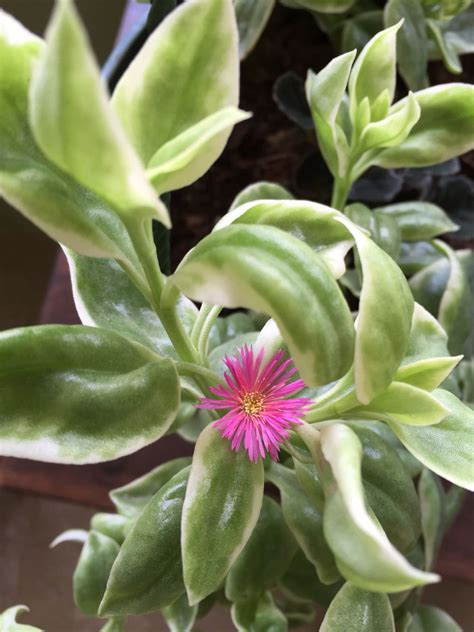 Trailing Succulent With Pink Flowers