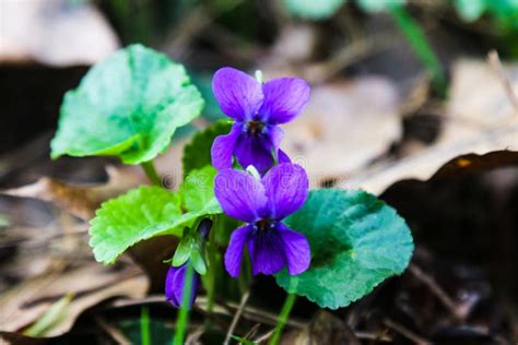 Wild Common Blue Violets Background Nature Texture Stock Image