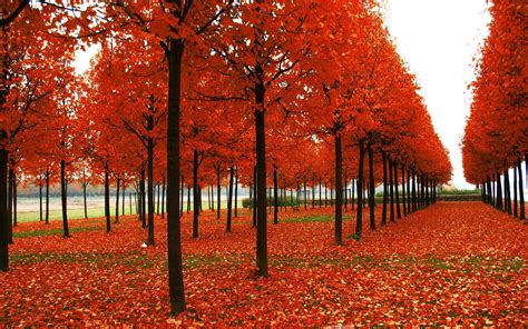 Widescreen Autumn Season Autumn Season In India 1920x1200 Wallpaper
