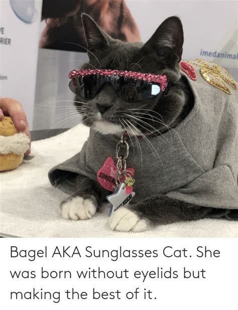 Bagel Aka Sunglasses Cat She Was Born Without Eyelids But Making The