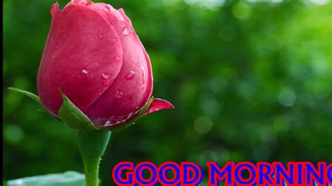 Free download good morning love images and share on whatsapp and facebook. Melody of Love | Good morning images download, Morning ...