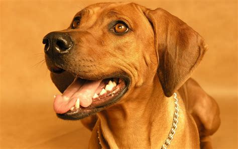 Rhodesian Ridgeback Wallpapers And Images Wallpapers Pictures Photos
