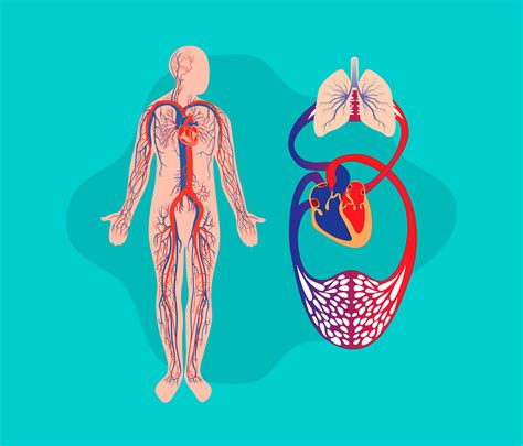 Sistema Cardiovascular Descoberta E Evolução Blog Jaleko