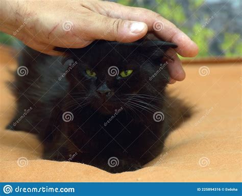 Black Fluffy Cat With Green Eyes Stock Photo Image Of Animal Fear