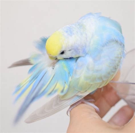 Pin By Rósagarðurinn On Oc Elliot ♥ Pet Birds Budgies Bird Pretty