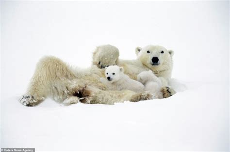 Adorable Pictures Show The Bond Between Newborn And Mother Polar Bear