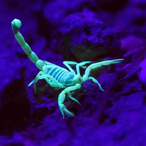 Scorpions Glow Beautifully Under Uv Light