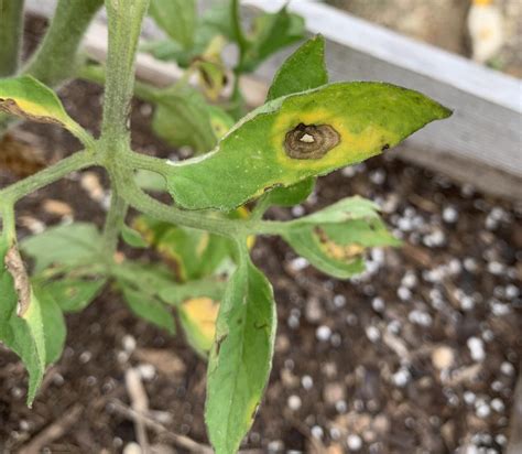 Early Blight In Tomatoes How To Identify Treat And Prevent Okra In