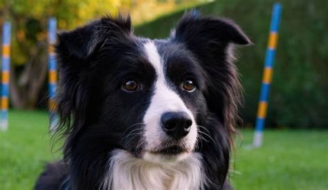 14 Things Border Collie Owners Must Never Forget Page 2 Of 5 The Dogman