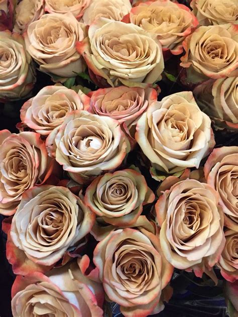 Any One For A Cappuccino This Creamy Beige Rose With A Touch Of Pink