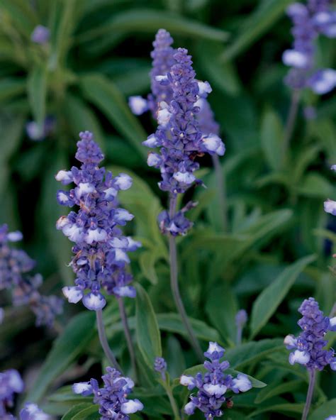 Blue Frost Blue Sage Salvia Farinacea Proven Winners