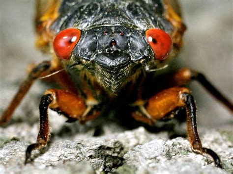 Cicadas Billions Of Cicadas To Hit The East Coast Dbtechno