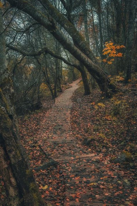 Mystical Autumn Forest Stock Image Image Of Mysterious 199683717