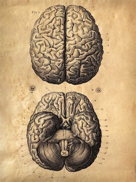 We refer to an integrated unit as an organ system. Vintage Anatomy Brains poster reproduction. Human by ...