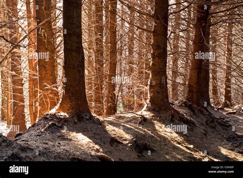 Caledonian Pine Forest Scottish Highlands Scotland Uk Stock Photo