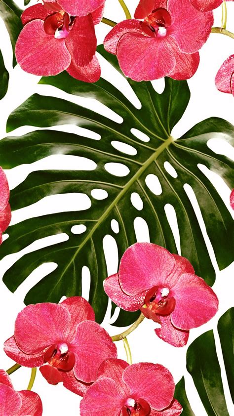 Pink Tropical Leaves Wallpapers Top Free Pink Tropical Leaves