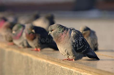 Diagonal View On Gray Doves City Birds Sitting On The Street Stone