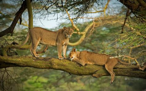 Two Female Lions In The Forest Surrounding Lake Nakuru Kenya Bing