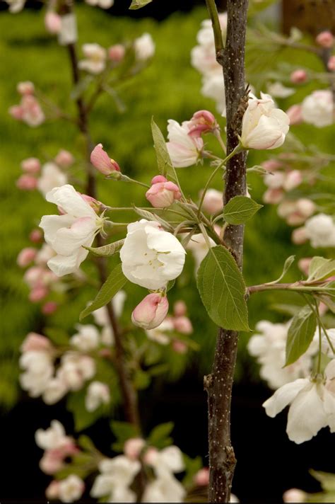 Crabapple Sargent Tina Pine Lane Nursery