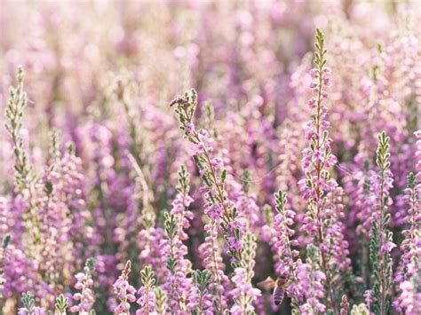 Information On The Care And Maintenance Of Heather Plants